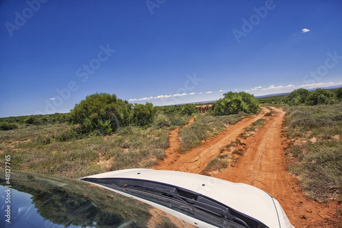Photo: Safari in Africa Safari in Africa