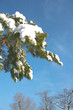 Branch with snow