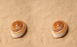 Large seashell on the sand, Studio shot