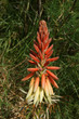 Cactus Flower closeup in natural conditions