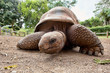 Aldabra giant tortoise (Aldabrachelys gigantea)