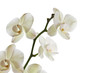 Orchid flower
