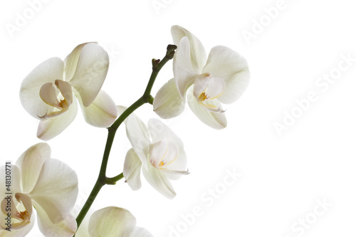 Photo: Orchid flower Orchid flower