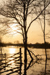 tree silhouette