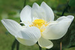 Foto: Lotus, close-up, sunny day Lotus, close-up, sunny day
