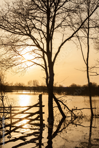 Photo: tree silhouette tree silhouette
