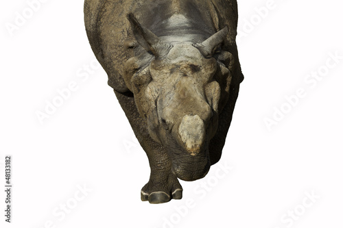 Photo: rhinoceros on white background rhinoceros on white background