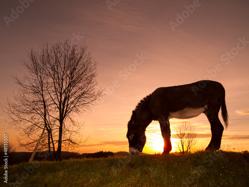 Photo: donkey grazing donkey grazing