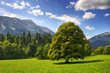 Mächtiger Baum in Bergwelt