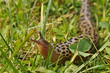 Photo: Tigerschnegel Tigerschnegel
