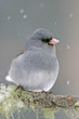 Dark-eyed Junco (Junco hyemalis)