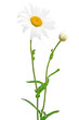 Chamomile flower