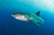Great White shark in deep water surrounded by fish