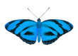 Tropic butterfly