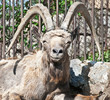 Capra ibex