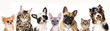 Cat and dog, medium group of animals