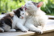 Mother cat washing her kitten