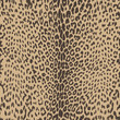sexy leopard skin seamless background