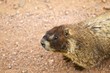 Bellied Marmot