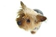 Silky Terrier
