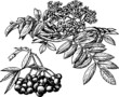 Plant sorbus