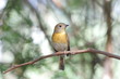 hill blue flycatcher female