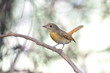 hill blue flycatcher female
