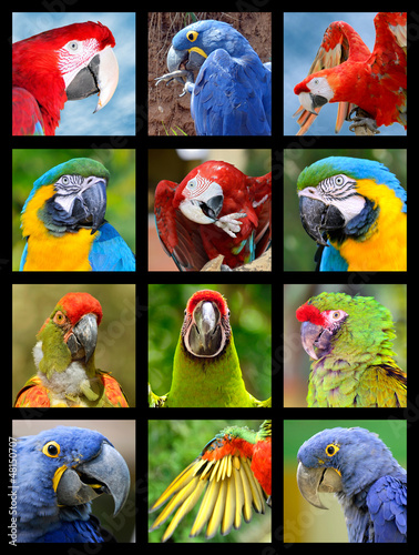 Photo: Twelve mosaic photos of portrait of parots Twelve mosaic photos of portrait of parots