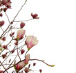 magnolia
