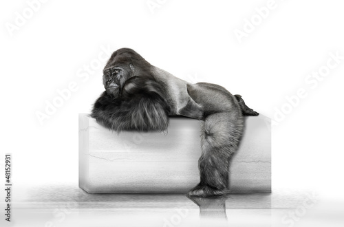 Photo: Der Gorilla auf dem Klotz Der Gorilla auf dem Klotz