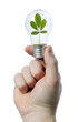light bulb leaf light bulb leaf