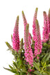 pink flowers