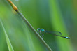 Libelle auf Stiel