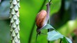 Common snail slowly climbing up