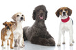 Group of dogs - Gruppe von Hunden