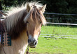 Westernpferd