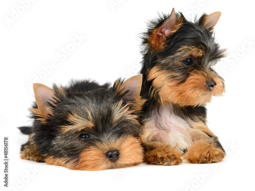 Photo: yorkshire terrier yorkshire terrier