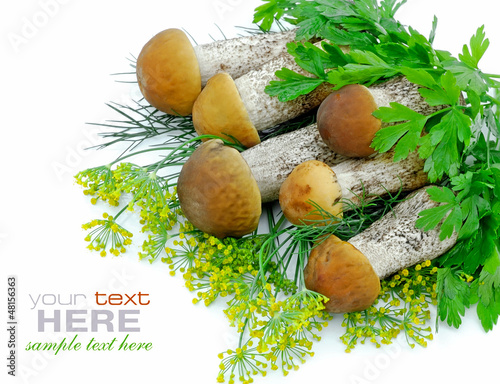 Photo: Forest mushrooms Forest mushrooms