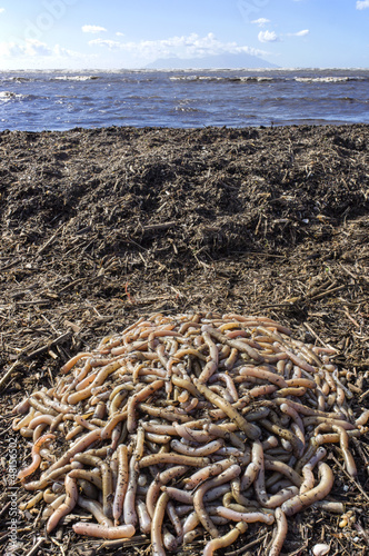 Photo: Earthworms close to fishing Earthworms close to fishing