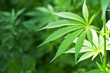 Young cannabis plant marijuana plant detail