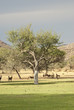 Antilopen