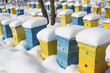 Colorful homes in winter