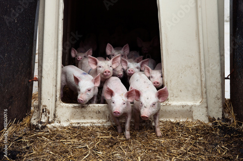 Photo: Piggies Piggies