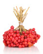 red berries of viburnum isolated on white