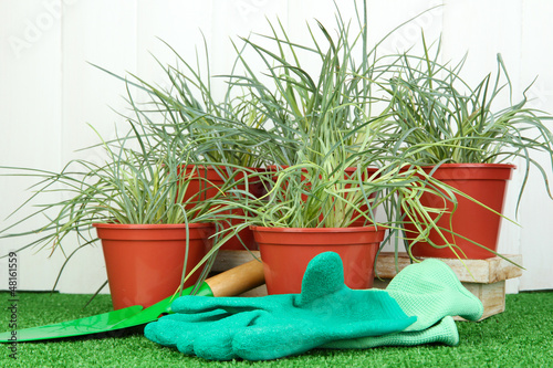 Photo: pots with seedling on green grass on wooden background pots with seedling on green grass on wooden background