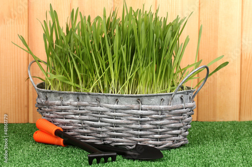 Photo: Green grass in basket near fence Green grass in basket near fence
