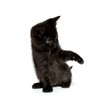 Cute black kitten