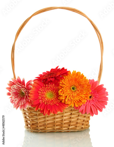 Photo: beautiful gerbera flowers in basket isolated on white beautiful gerbera flowers in basket isolated on white