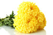 bright yellow chrysanthemums, isolated on white