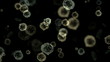 under microscope